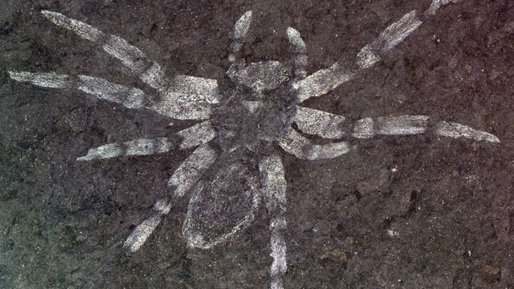 Delicate Spider Fossil Discovered | The Institute For Creation Research